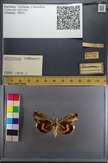 Media type: image;   Entomology 750191